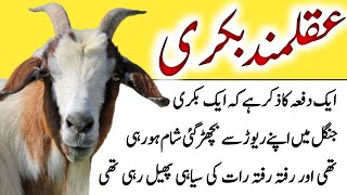 Aqalmand Bakri Ki Kahani  Aqalmand Bakri  Younis Story Tv [upl. by Vinaya]