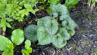 Belated After Bloom Care For quotJack Of Diamondsquot Heart Leaf Brunnera 4K  July 2 [upl. by Anolla893]