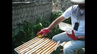 Beekeeping thymol crystals for varroa treatment [upl. by Notgnilra182]