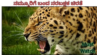 ನಮ್ಮೂರಿಗೆ ಬಂದ ನರಬಕ್ಷಕ ಚಿರತೆ 🔥 Leopard in Our Village [upl. by Drawe]