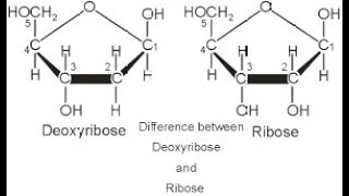 Differences in the Types of Sugars found in Nucleic acids Ribose and Deoxyribose [upl. by Atoel]