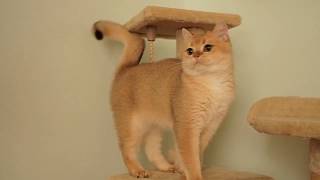 British shorthair golden color [upl. by Lleznod]