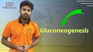 Gluconeogenesis in bangla [upl. by Rakia494]