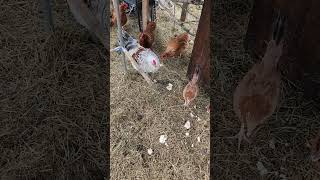 Chickens eating cake gallinas comiendo pastel [upl. by Tremayne]