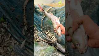 Village Fish Trap and new Technique Fish Hunting style amazing fishing shorts video viralvideo [upl. by Hylton688]