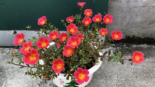 How to grow a portulaca flower pot from cuttings easy and fast [upl. by Annert]