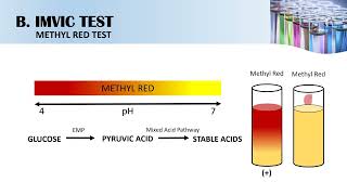 Biochemical Tests for Gramnegative Bacteria [upl. by Wilhelmina]