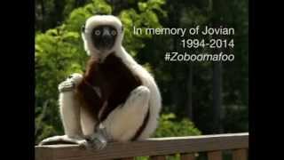 A Lemur Legend  Jovian aka Zoboomafoo passes away at Duke Lemur Center [upl. by Naehs316]