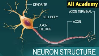 Neuron structure and function  NMDCAT 2021 [upl. by Christian357]