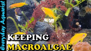 HOW TO Keep Marine MACROALGAE In A REEF Tank  Complete BEGINNERS GUIDE Planted Reef [upl. by Mungam906]