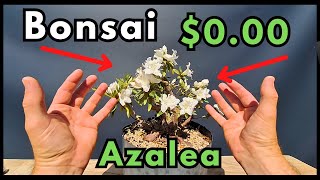 quotHow to make a BONSAI from Azalea garden material for FREE Part 2quot [upl. by Ammamaria385]