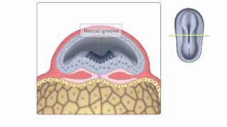 General Embryology  Detailed Animation On Neurulation [upl. by Albertina605]