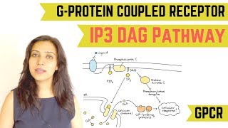 IP3 DAG PATHWAY  GPROTEIN COUPLED RECEPTOR GPCR [upl. by Aggappora]