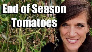 Tomato Plants What to Do at the End of the Season [upl. by Relyks109]