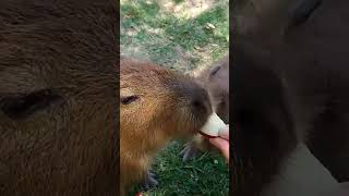 Carpincho comiendo capivara carpincho nature argentina natural [upl. by Noimad]