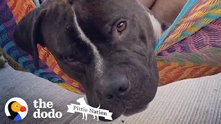 Watch This Sad Pittie Get So Silly And Happy  The Dodo [upl. by Otrebogir]