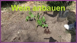 Weinreben pflanzen im Garten Wein anbauen Weintrauben einpflanzen anbauen Standort [upl. by Leblanc]