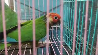 Imported linage Rosy Fronted Conure 2017 🧬 DNA Trivandrum all Kerala and Tamilnadu [upl. by Merc]