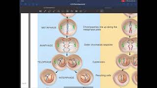 Gametogenesis  Embryology  2024 [upl. by Dulci103]