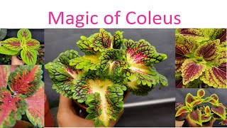 12 Surprising Facts About Coleus Plants A Visual Guide to Different Varieties [upl. by Gent582]