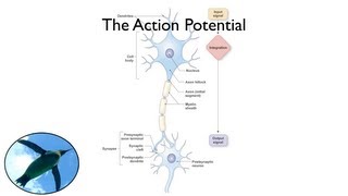 The Action Potential [upl. by Fazeli]