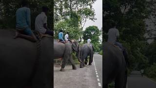 Elephant in kaziranga ❤️🐘🐘🐘 [upl. by Nakre]