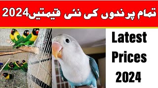 Love bird prices in pakistan 2024  love birds latest prices [upl. by Yule122]