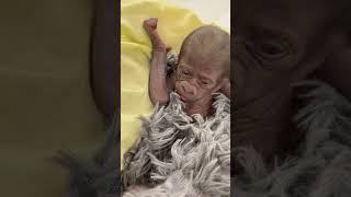 Baby gorilla wakes up after being born via Csection at Fort Worth Zoo [upl. by Arriat]