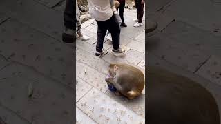 Monkey🐒 ytshortsvideo tranding viral [upl. by Naahs]