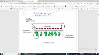 Nephritic Syndrome [upl. by Verene341]