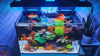 Reef Tank Update  Red Sea Reefer 250  Saltwater Aquarium [upl. by Krasnoff]