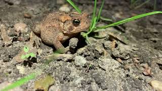 Awesome Toad at Lake Carlos State Park in Carlos MN 61424 [upl. by Davie]