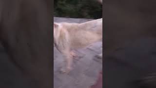 dogdoglover shortvideo shortsfeed ytshots [upl. by Octavian]