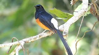 Song of the Whiterumped shama บินหลาดง Murai batu  bird sounds [upl. by Lechar]