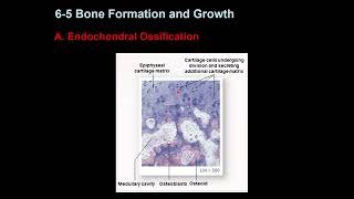 Bone Growth and Remodeling [upl. by Yreva]