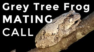 Grey Tree Frogs How To Identify Their Mating Calls amp Sounds [upl. by Atiekahs37]