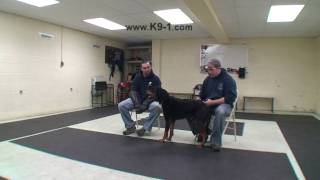 Flooding in Dog Training  Darren part 2 k91 [upl. by Broder]