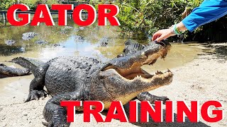 Training MASSIVE Alligators At Gatorland [upl. by Kuebbing]