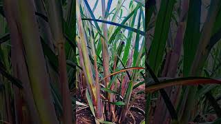 86032 ऊस लागवड sugarcane farming ऊस गन्ने agriculture farmer [upl. by Toulon]