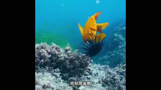 海底萬人嫌海膽，總有小魚帶人去抓海膽 雀鯛 海膽 神奇的動物在抖音 動物冷知識 [upl. by Jabin67]