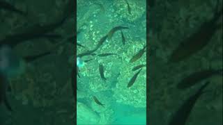 Underwater Video no 124  Tyrrhenian Sea Italy part 3 shorts underwater fishing angler [upl. by Los402]