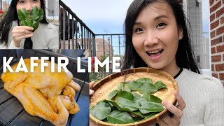 Kaffir Lime Tree  How to Grow in Container  Roasted Chicken recipe [upl. by Raine]