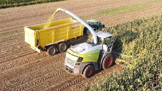 Claas Jaguar 970  Loonwerken BaekeWillems  mais 2024 [upl. by Leinadnhoj]