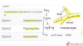 Coenocytic mycelium is found in [upl. by Cattan721]