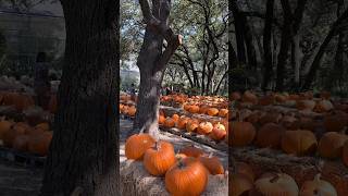 Campo de calabazas para Halloween lascronicasdelabayarde shorts viralshorts [upl. by Tarton]