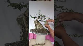 PREMNA MICROPHYLLA BONSAI [upl. by Saturday]