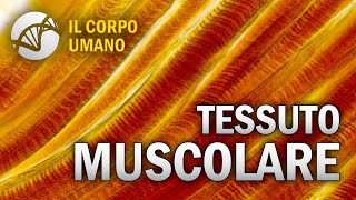 Tessuto Muscolare  Il Corpo Umano [upl. by Doughman]