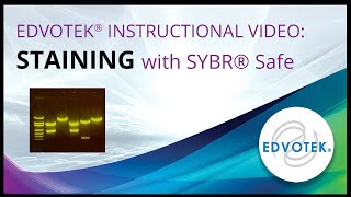 SYBR® Safe  Edvotek Video Tutorial [upl. by Carrel]