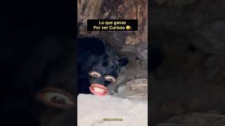 Oso Saliendo de Hibernación 🐻❄️ Final inesperado 😂🤣🤣 [upl. by Engle]