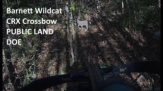 Barnett Wildcat CRX crossbow PUBLIC LAND DOE [upl. by Enirol734]